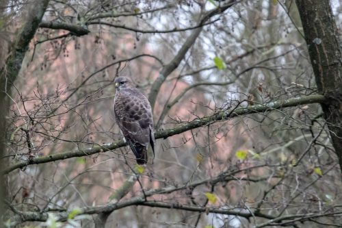 Buteo buteo