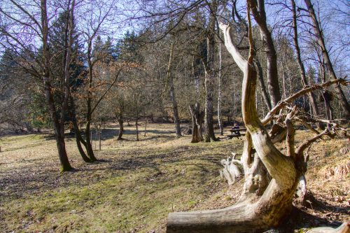 Mensch und Wald