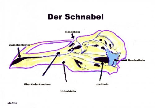 Vogelschnabel