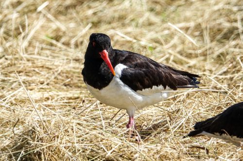 Inselvogel