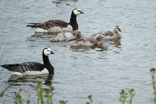 Inselvogel