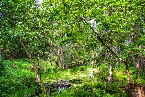 Müritz Nationalpark