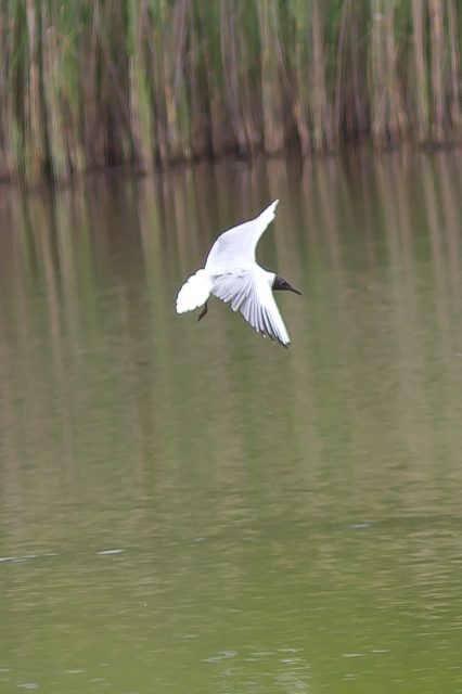 Müritz Nationalpark