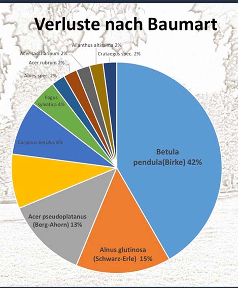 Baumarten Verlust