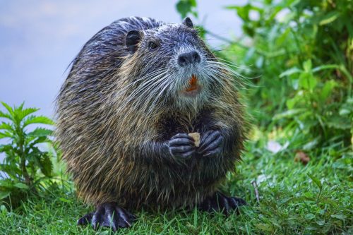 Nutria