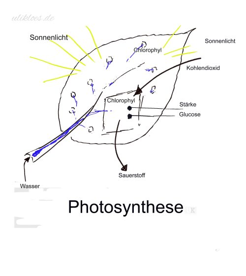 Photosynthese