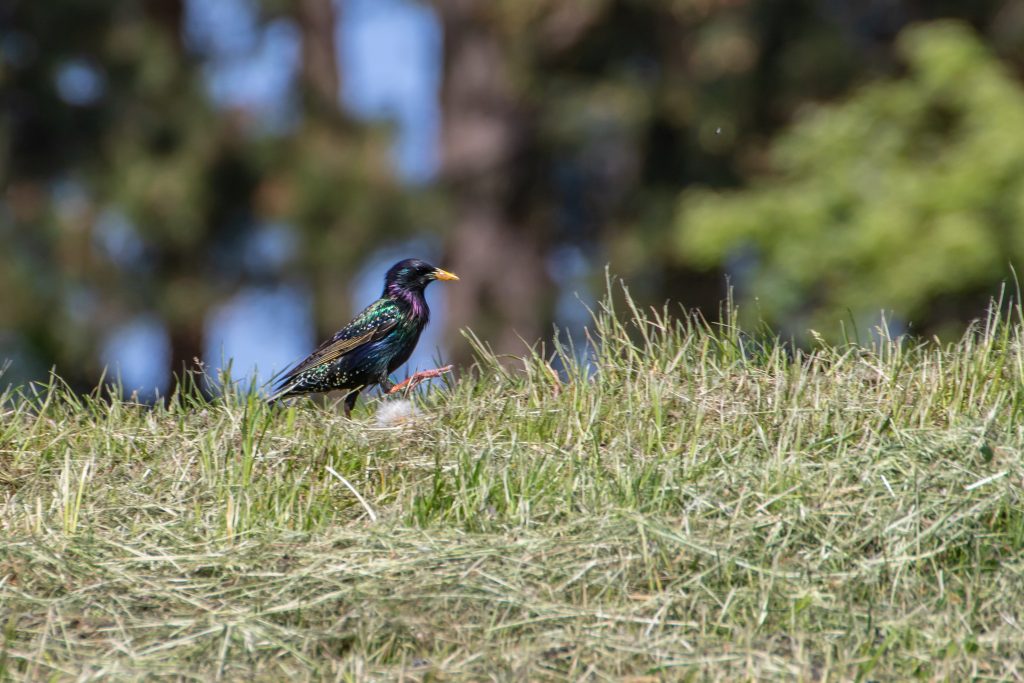 Sturnus vulgaris