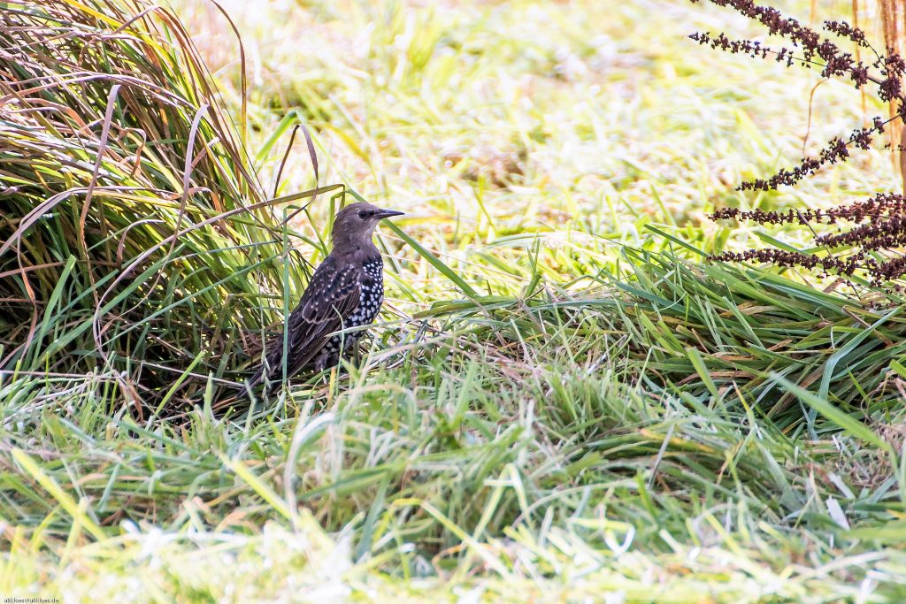 Sturnus vulgaris