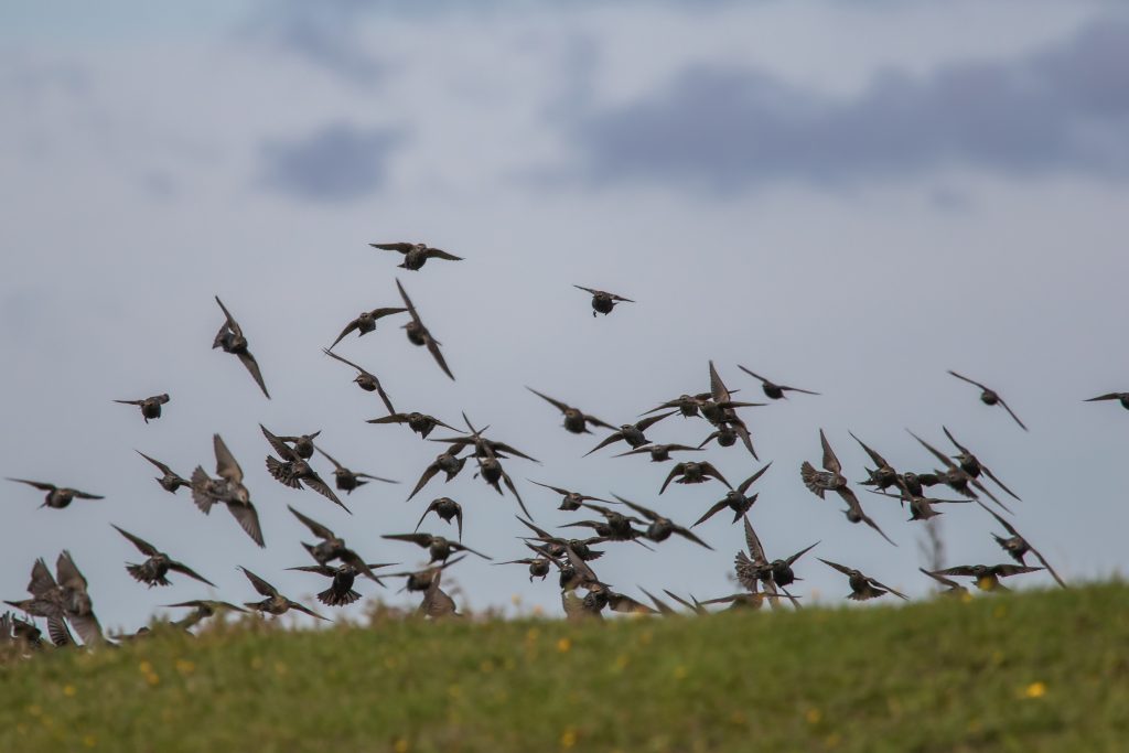 Sturnus vulgaris