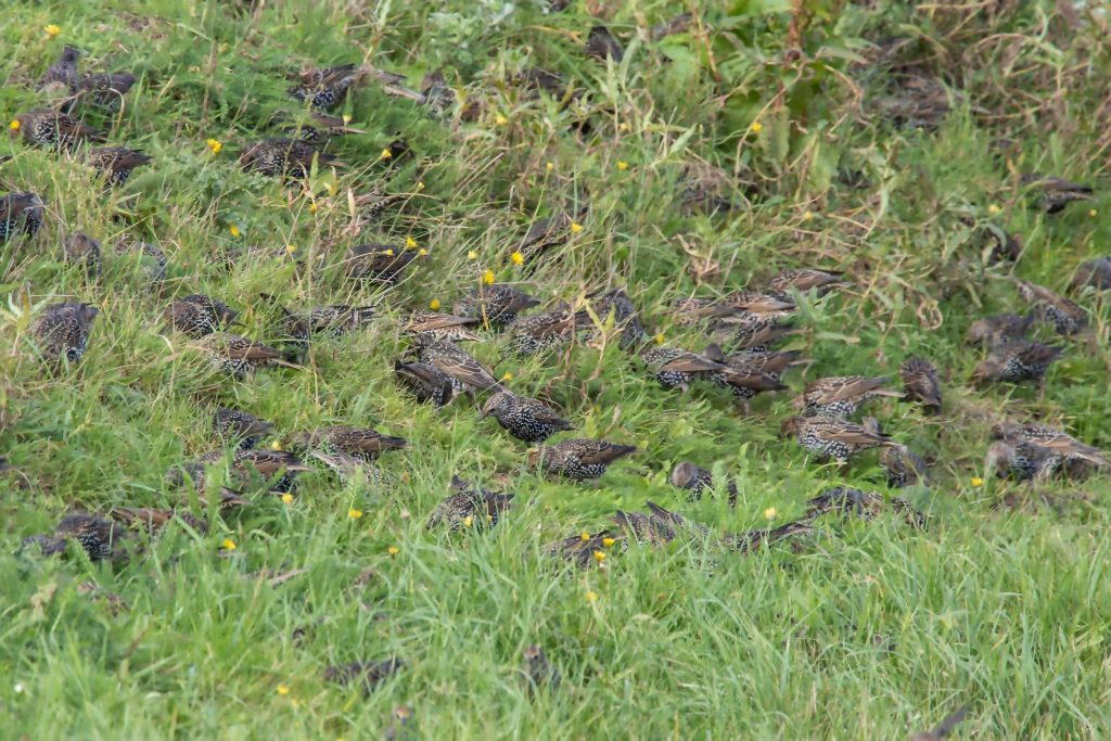 Sturnus vulgaris