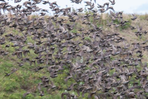 Vogelzug - Sturnus vulgaris