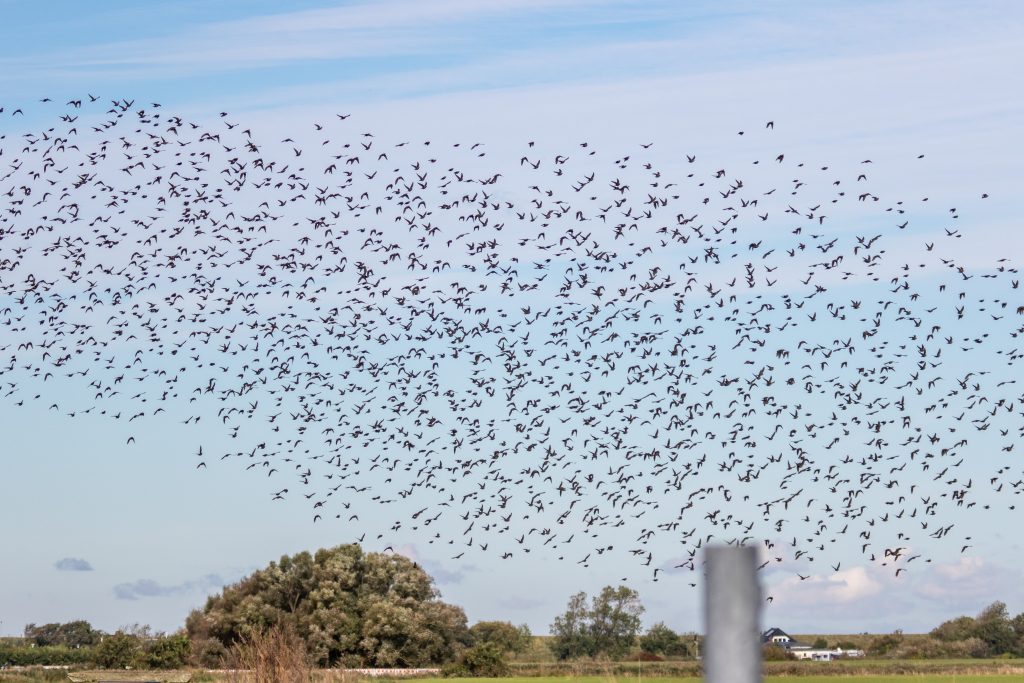 Sturnus vulgaris