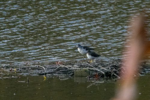 Waldwasserläufer und Grünschenkel