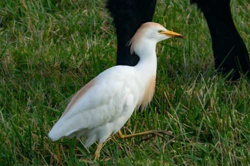 Kuhreiher