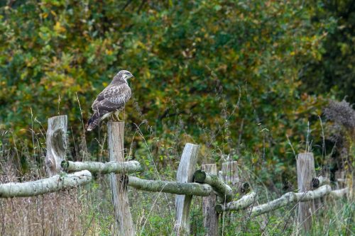 Mäusebussard