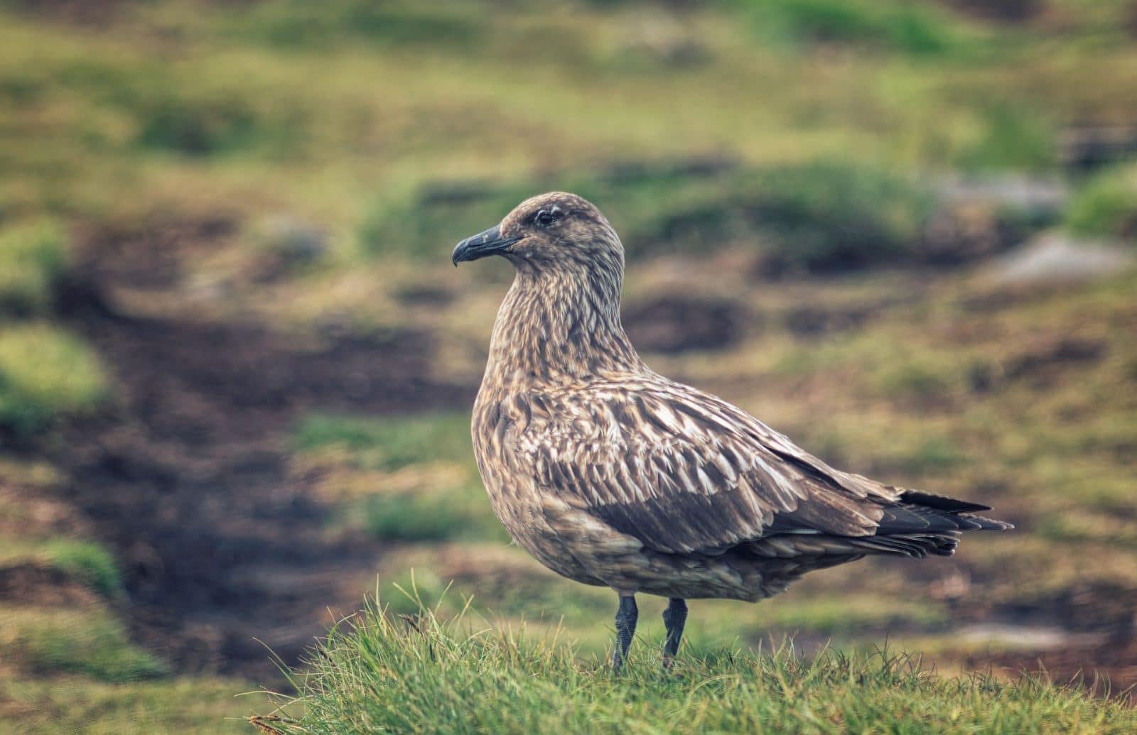 Skua