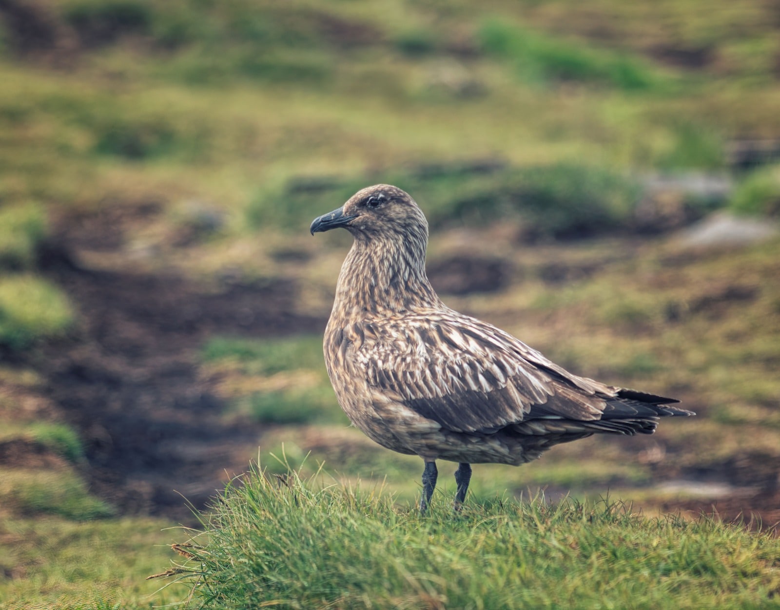 Skua