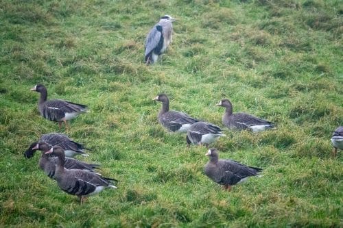 mergus merganser - hier Blässgänse