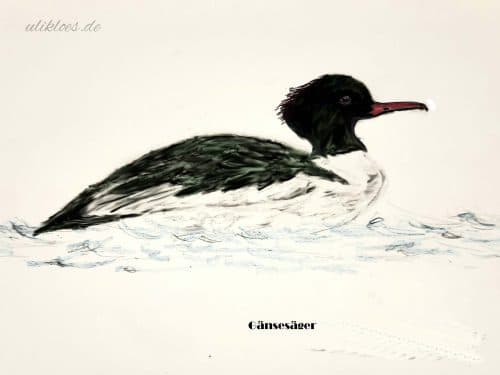 mergus merganser