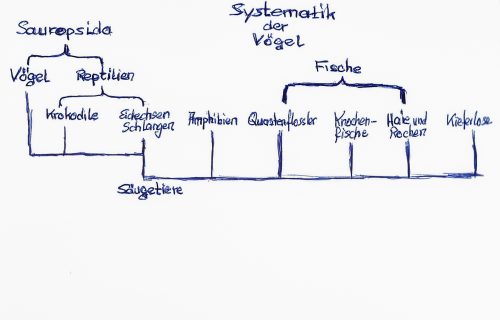 fantastische Welt der Vögel - Sytematik