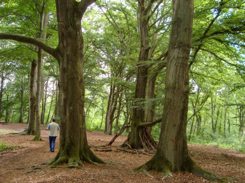 Wald und Mensch