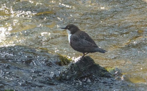 Wasseramsel