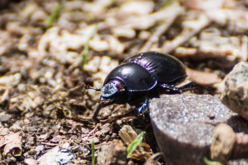 Ökosystem und Insekten - Mistkäfer