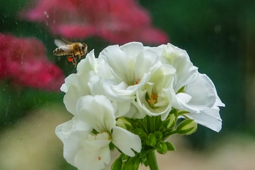 Ökosystem und Insekten - Wildbiene