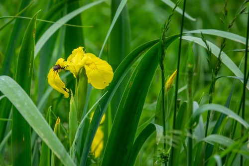 Insekten - Sumpf-Schwertlilie