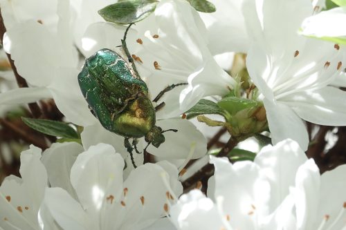 Ökosystem und Insekten -Goldglänzender Rosenkäfer