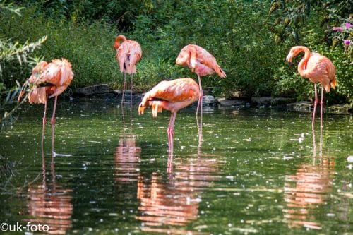 Newsticker - Flamingos