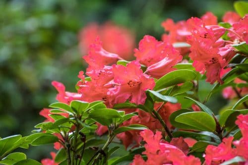 Newsticker - Rhododendron