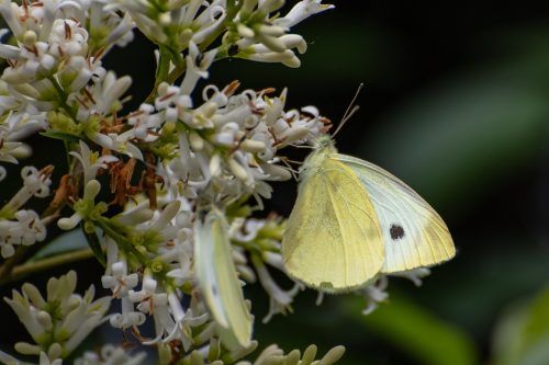 Falter - bunte Pracht im Garten - kleiner Kohlweißling