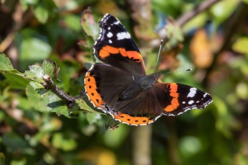 Falter - bunte Pracht im Garten