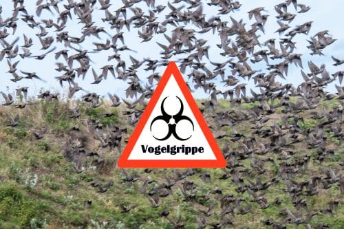 Vogelgrippe