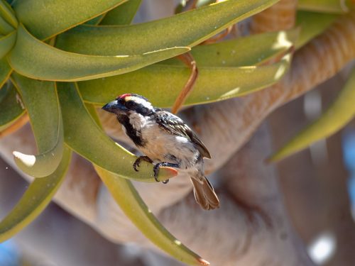 Namibia - Vögel in Südwestafrika - Rotstirn-Bartvogel