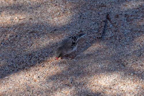 Namibia - Vögel in Südwestafrika - kleines Schnurbärtchen