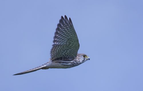 Tierfotografie - TechnikTurmfalke