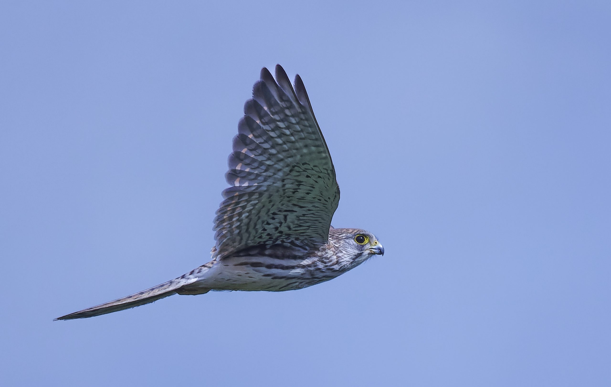 Turmfalke