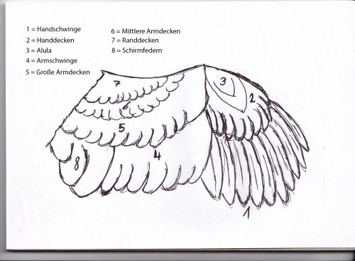 Der Vogel - Vögel-Natur-Umwelt