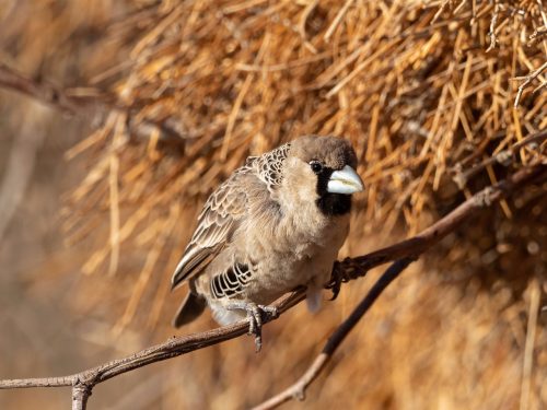 Namibia - Vögel in Südwestafrika - Webervogel