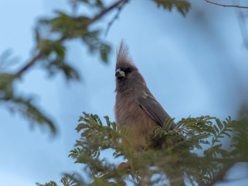 Namibia - Vögel in Südwestafrika - Weißrückenmausvogel