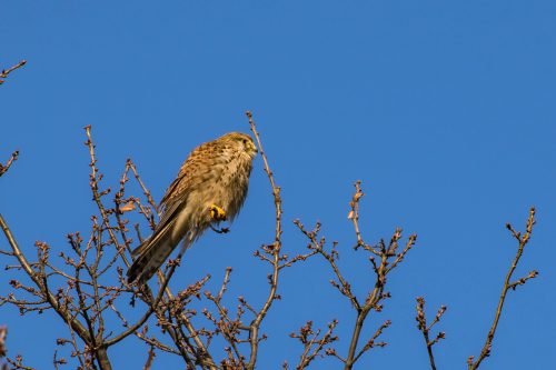 Turmfalke