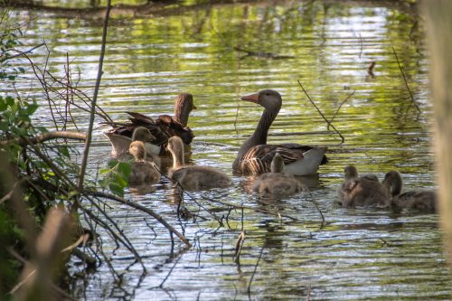 Graugans - Familie