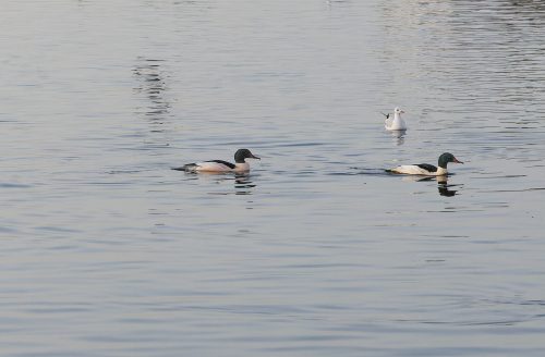 Gänsesäger