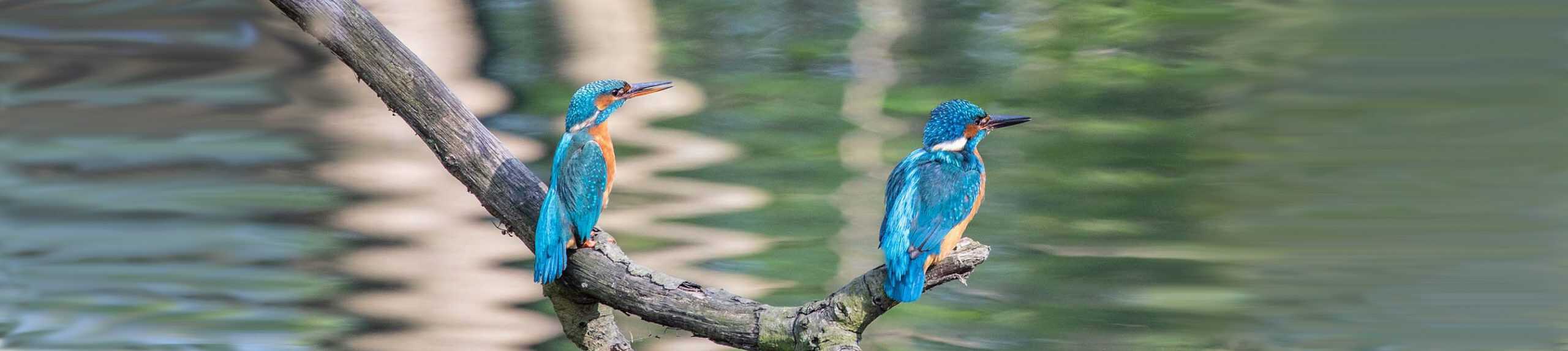 Vögel-Natur-Umwelt-Wissenswertes