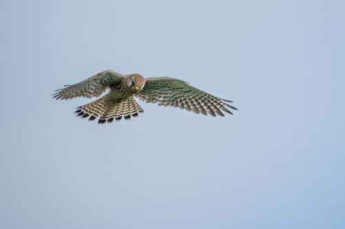 Turmfalke - Bluthänfling