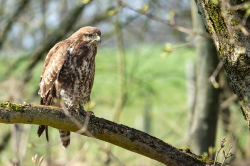 Mäusebussard