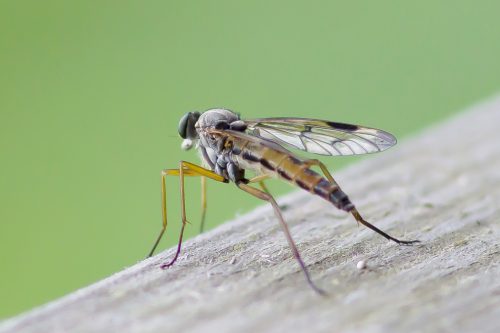 wo sind die Insekten