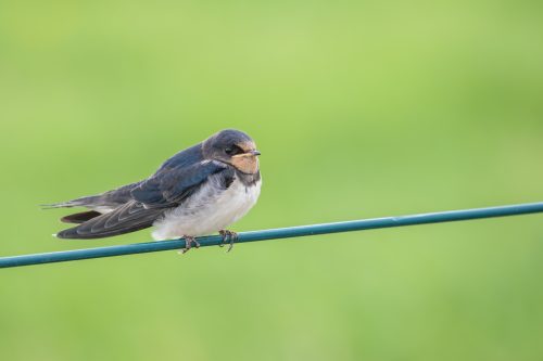 Faszination Vogelfotografie